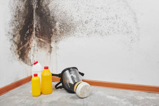 Best Water Damage Restoration  in Gnadenhutten, OH