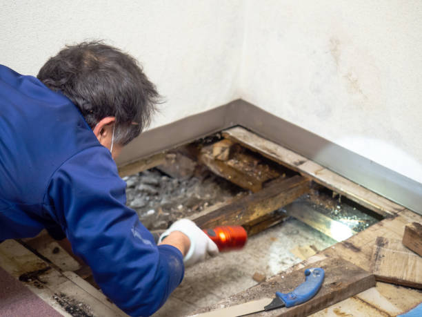 Best Toxic Mold Removal  in Gnadenhutten, OH