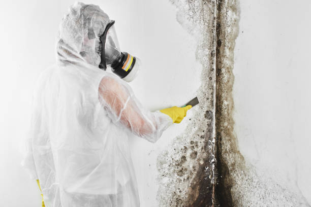 Best Mold Cleaning Services  in Gnadenhutten, OH