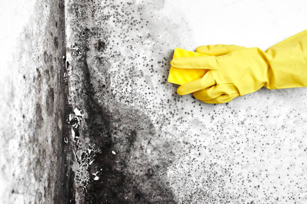 Best Residential Mold Removal  in Gnadenhutten, OH