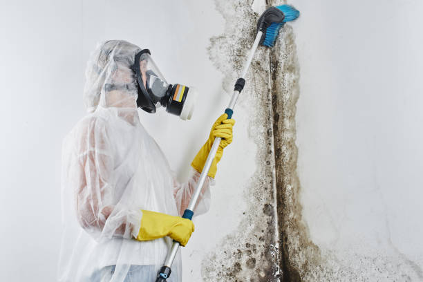 Best Certified Mold Removal  in Gnadenhutten, OH