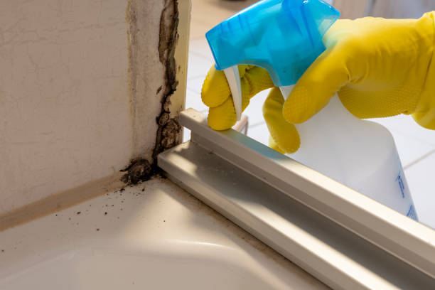 Best Black Mold Removal  in Gnadenhutten, OH