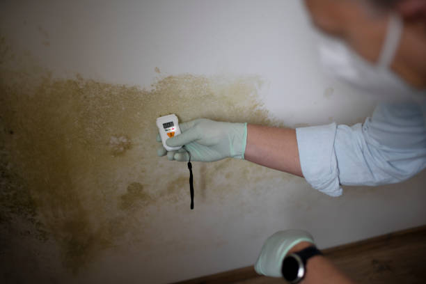 Best Commercial Mold Removal  in Gnadenhutten, OH