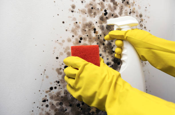 Best Mold Removal Company Near Me  in Gnadenhutten, OH