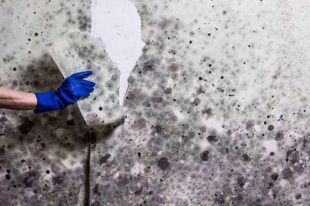 Best Emergency Mold Removal  in Gnadenhutten, OH