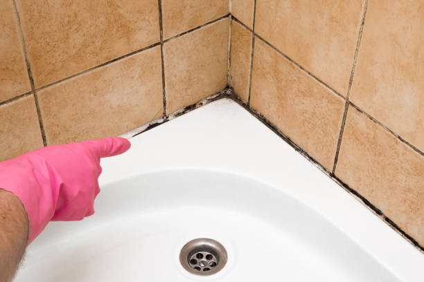 Best Affordable Mold Removal  in Gnadenhutten, OH